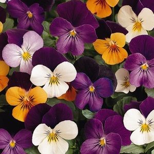 Meet your Posher, Arlyne